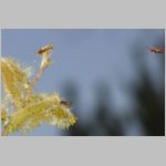 Nomada lathburiana - Wespenbiene 01 - Sandgrube Niedringhaussee.jpg